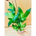 thumbnail image 3 of 6"-8" Lotus Lucky Bamboo Live Plants (3 Count), Good Luck & Fortune, 3 of 5
