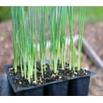thumbnail image 3 of Chives Seeds for Planting 400 Seeds, Organic, Non GMO بذر تره, 3 of 7
