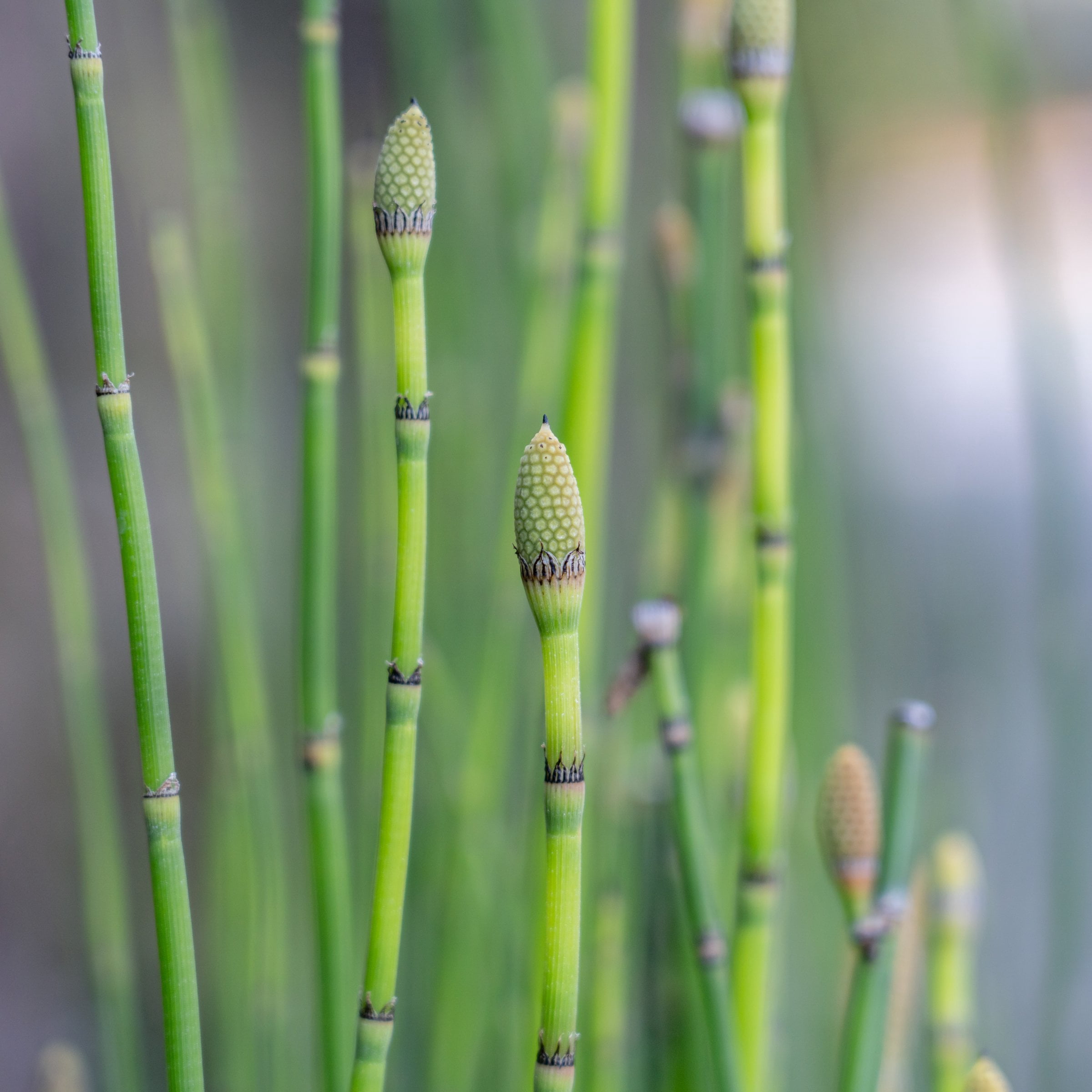 1 gal. Equisetum Horsetail Plant