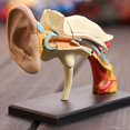 thumbnail image 1 of Modelo Anatómico de Oreja YONGSHENG Esqueleto Humano 4D, 1 of 5