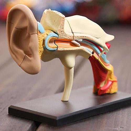 Modelo Anatómico de Oreja YONGSHENG Esqueleto Humano 4D
