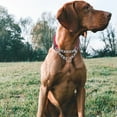 thumbnail image 3 of Reflective Martingale Dog Collars, Adjustable Soft Neoprene Padded Breathable Nylon Pet Collar for Puppy, Medium and Large Dogs,Rose Red,L, 3 of 5
