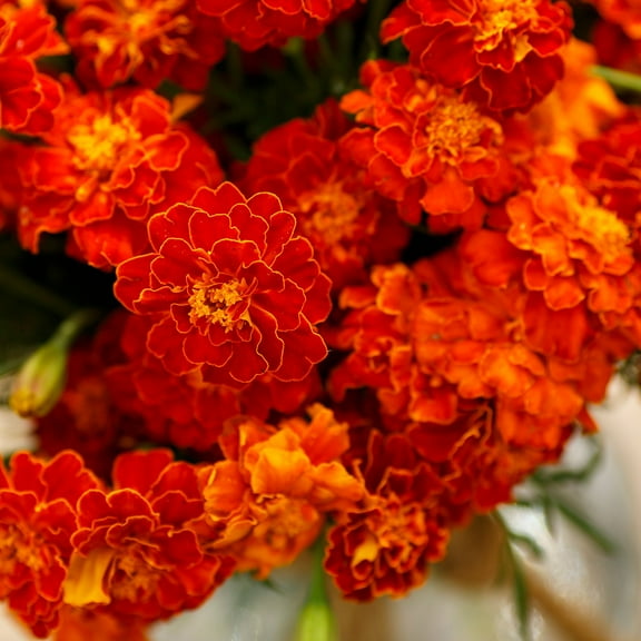 Eden Brothers French Marigold Seeds - Red Cherry