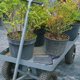 thumbnail image 1 of KALLORY 1Ud Steel Coal Shovel and Garden Rake for Outdoor Stone and Soil Tasks Blue, 1 of 5