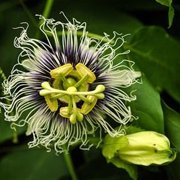 Passionfruit - Passiflora edulis