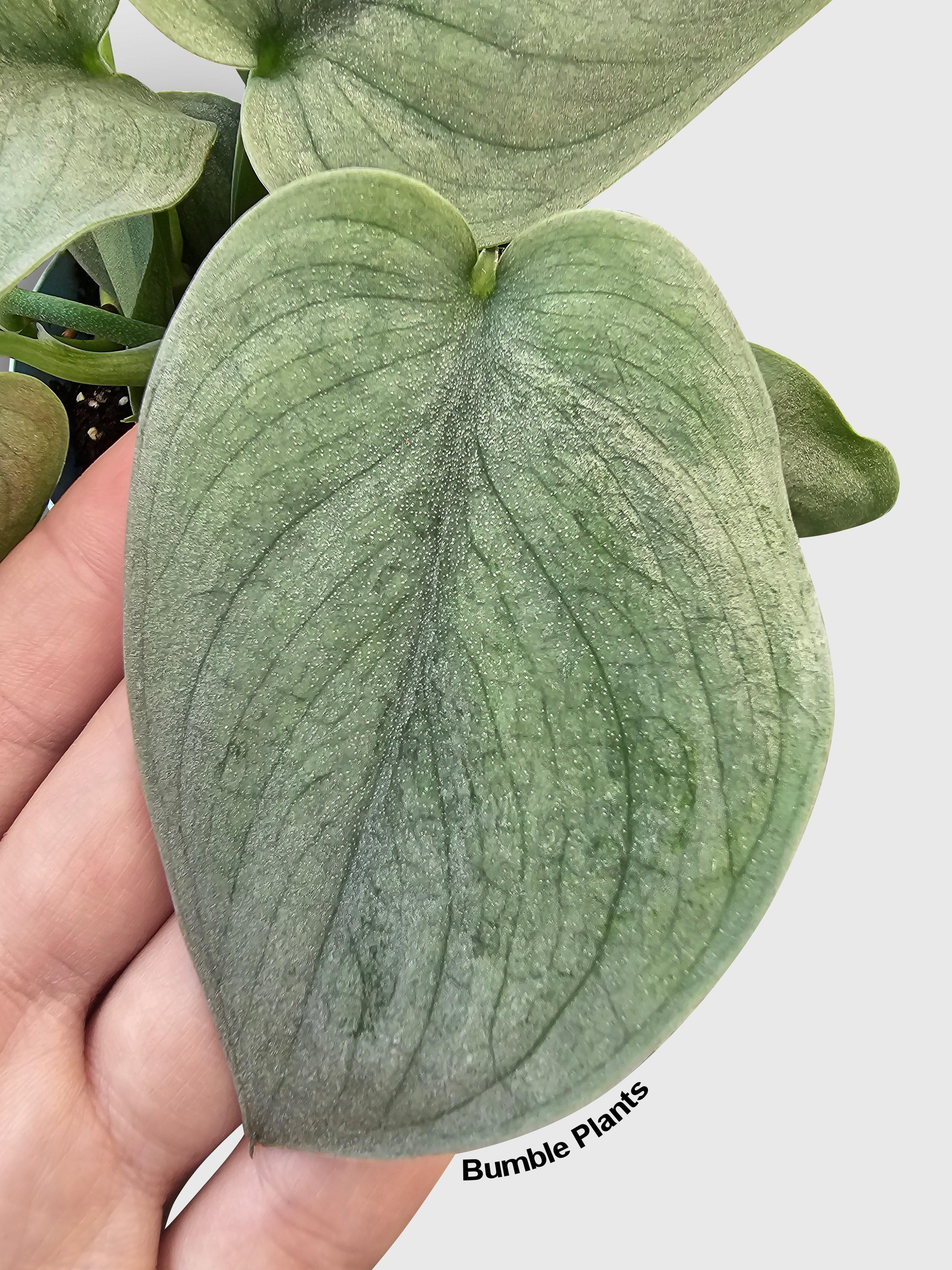 Scindapsus Pictus 'SOOO™ Silver' - Live Air-Purifying Indoor Plant in Nursery Pot – Easy Care, Low Maintenance Houseplant for Home & Office Decor, Natural Air Cleaner, Best for Beginners