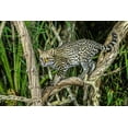 thumbnail image 2 of Jaynes Gallery 24x17 Gold Ornate Wood Framed with Double Matting Museum Art Print Titled - Brazil-Pantanal Ocelot on tree branch, 2 of 4