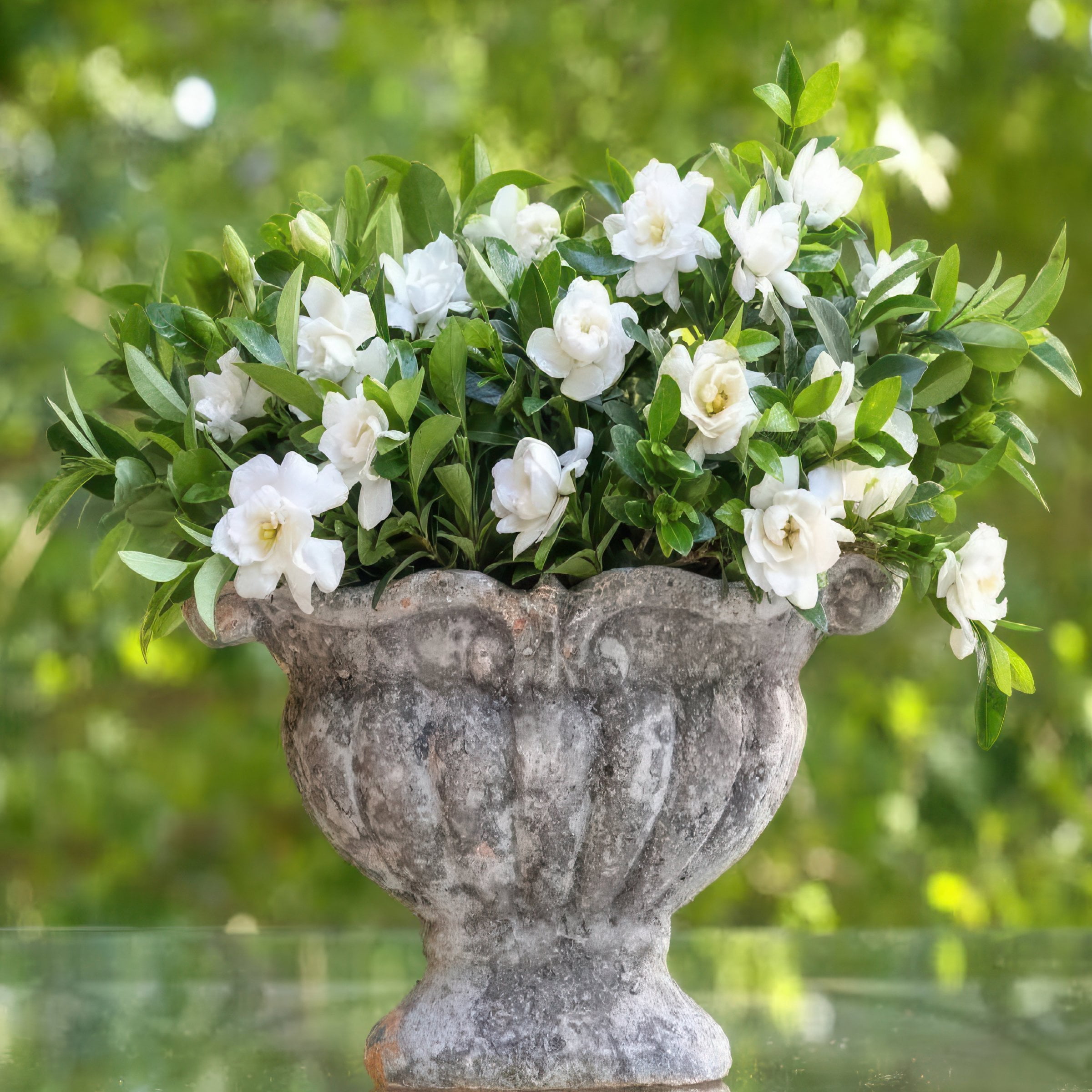 National Plant Network 3 gal. Gardenia Jubilation Live Shrub
