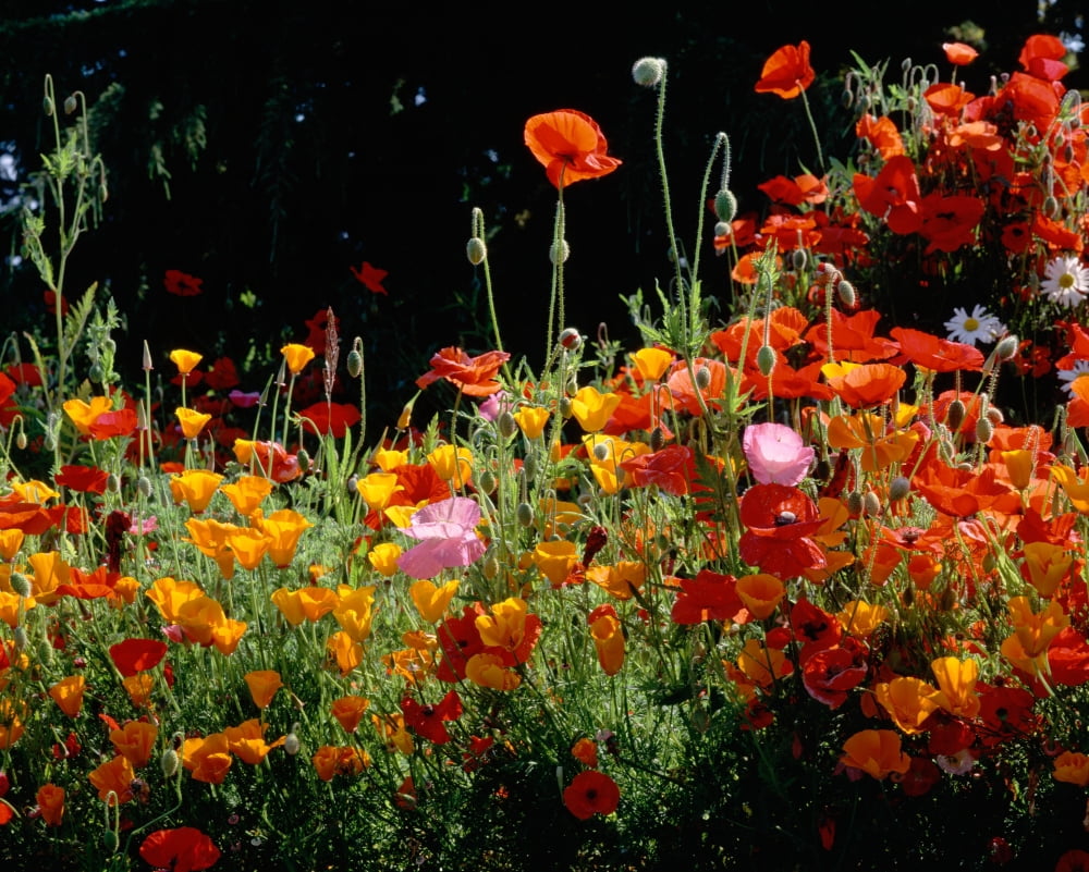 California Golden Poppies (Eschscholzia californica) with Iceland Poppies (Papaver nudicaule) and Corn Poppies (Papaver rhoeas) in a field Fidalgo Island Washington State USA Canvas Art - Panoramic Im