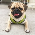 thumbnail image 2 of Voyager Step-in Air All Weather Mesh Harness and Reflective Dog 5 ft Leash Combo with Neoprene Handle, for Small, Medium and Large Breed Puppies - Lime/Black Trim, Large, 2 of 9