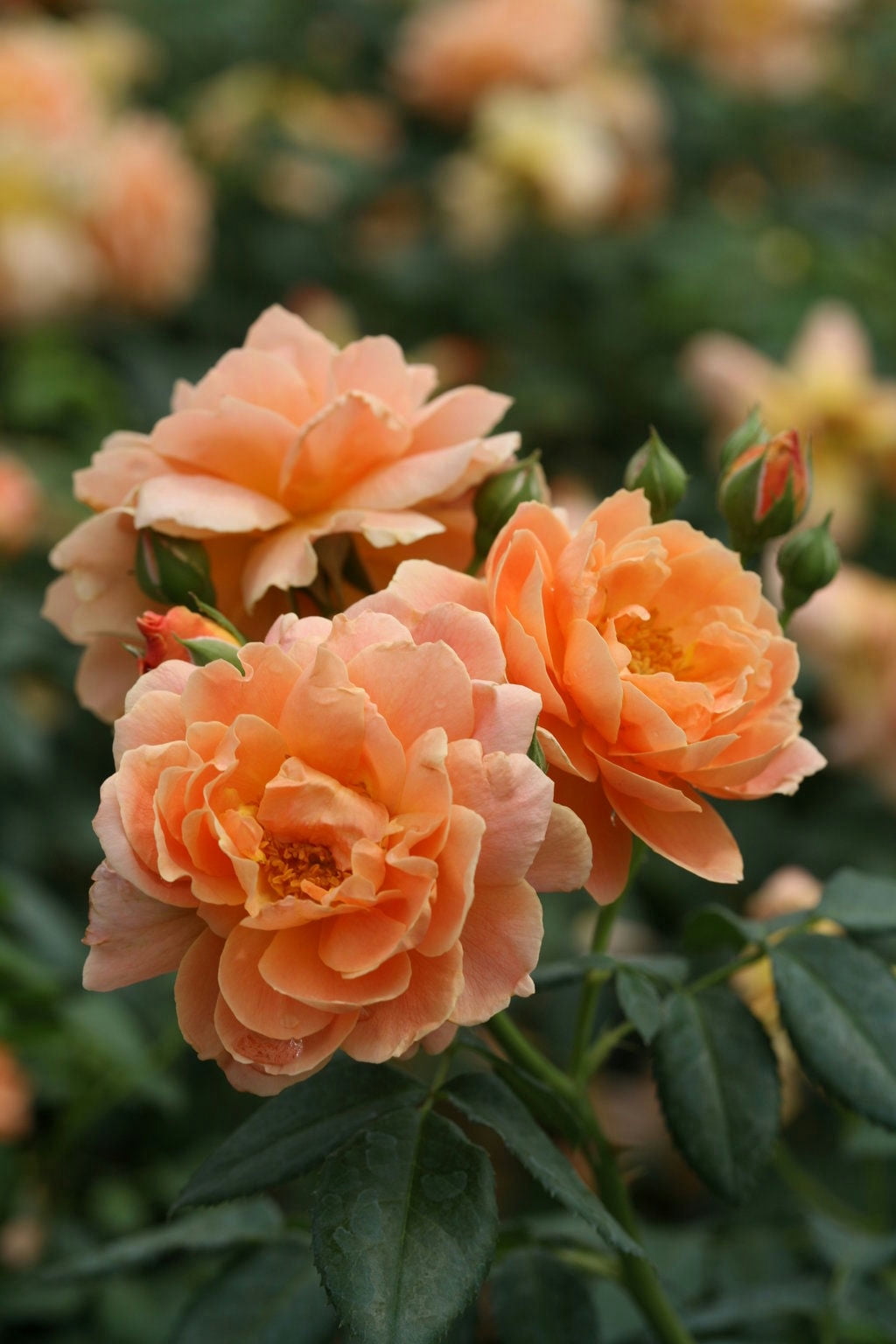 Proven Winners At Last Rose 2 Gallon (Rosa) Sunset-Orange Fully Petaled Tea Rose Fragrant Flowers Are Disease Resistant Live Outdoor Plant
