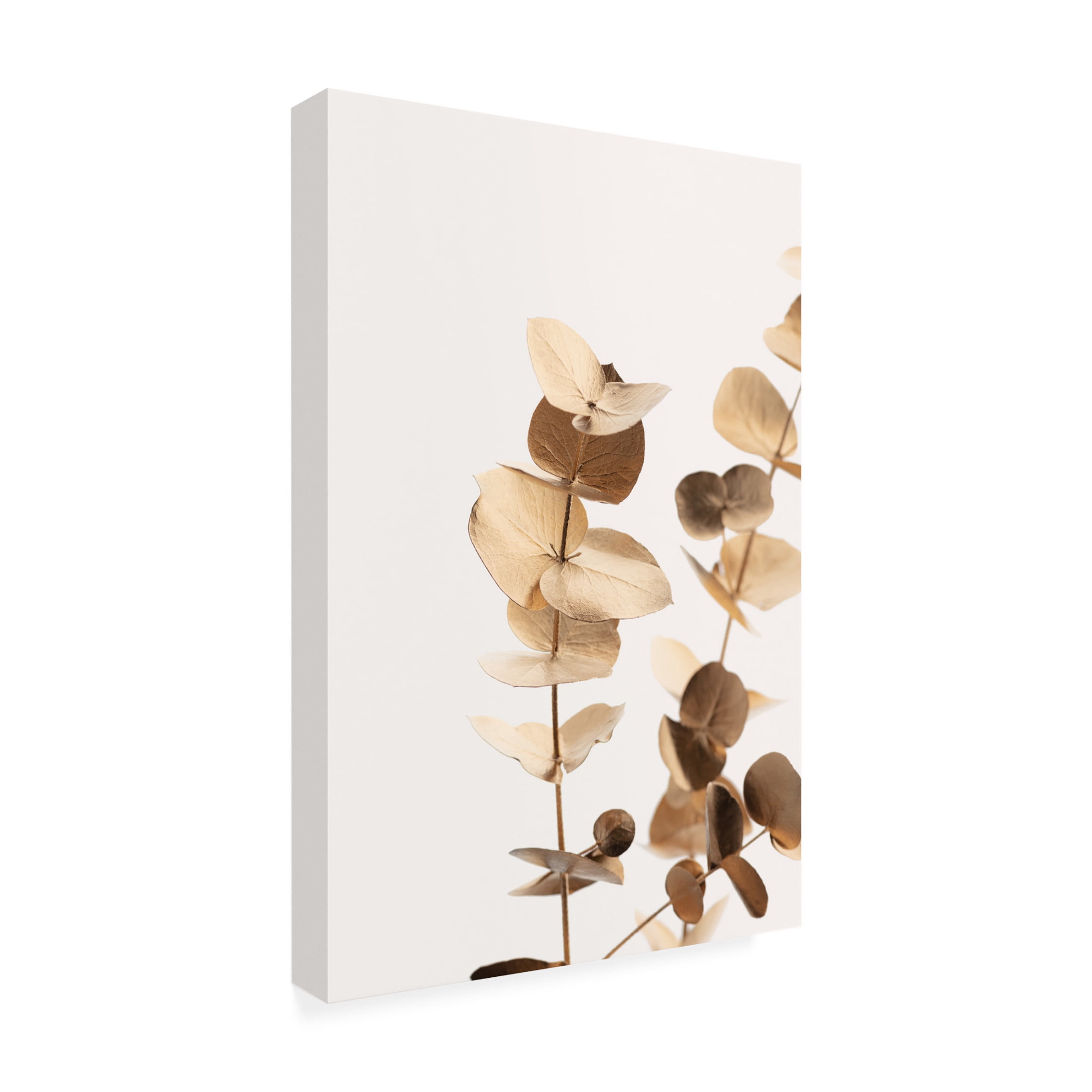 Canvas Wall Art - Pictufy Studio Iii 'Eucalyptus Gold No 01' Wall Art for Living Room, Bedroom, or Office D?cor by Trademark Fine Art - 30 x 47 Inches