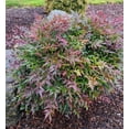 thumbnail image 2 of Expert Gardener 3.25G Nandina Tuscan Flame Evergreen Live Plants Full Sun Red, 2 of 6