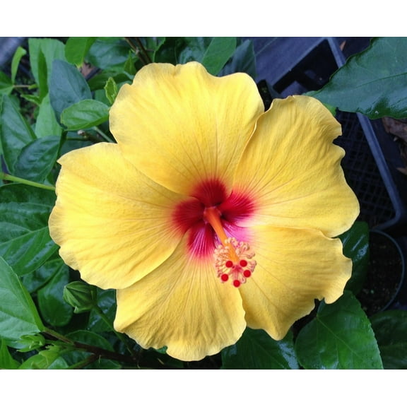 Hawaiian Live Yellow Hibiscus Plant Shrub Starter Cutting 3"-6" Long - Unrooted No Bloom Partial Sun