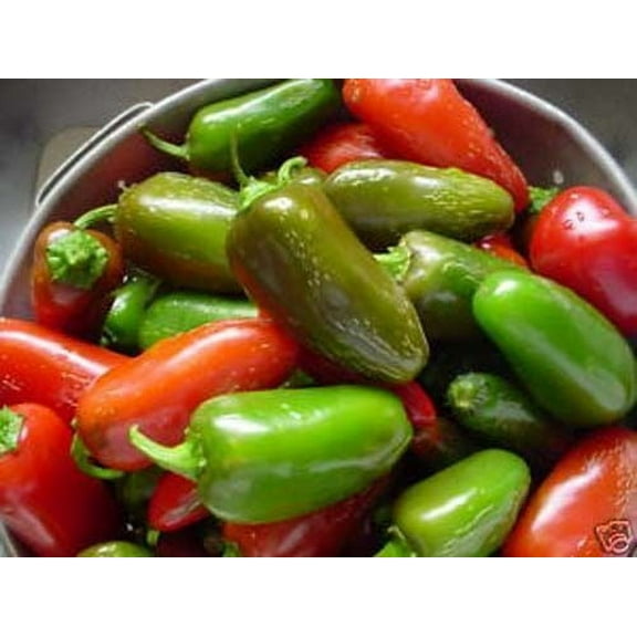 Pepper HOT Jalapeno Early Great Heirloom Vegetable BULK 4,000 Seeds