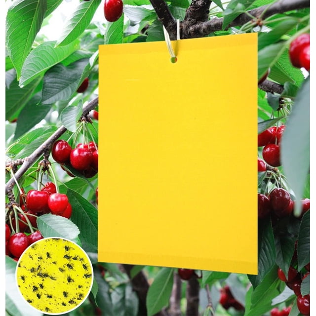 Trampa para moscas amarilla JM doble cara 15x20cm para insectos voladores Invernadero exterior