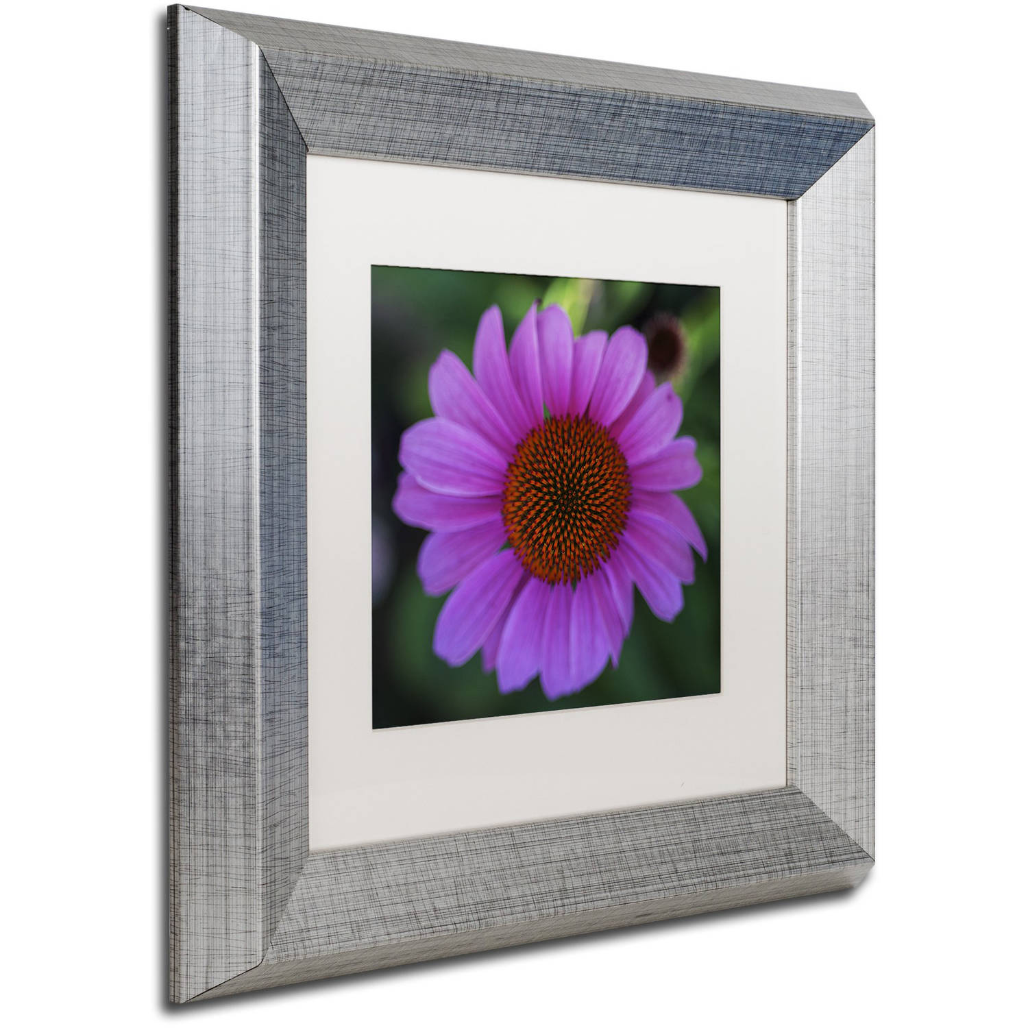 Trademark Fine Art "Purple Coneflower" Canvas Art by Kurt Shaffer, White Matte, Silver Frame