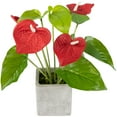 thumbnail image 4 of Northlight Anthurium Spring Floral Artificial Plant in a Square Pot - 12" - Red, 4 of 5