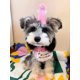 thumbnail image 2 of Bandana para mascotas CHAO Happy Birthday para perros y gatos Rosa, 2 of 5