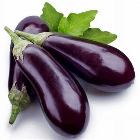 Seed Ranch Florida Heirloom Eggplant Plant Seeds