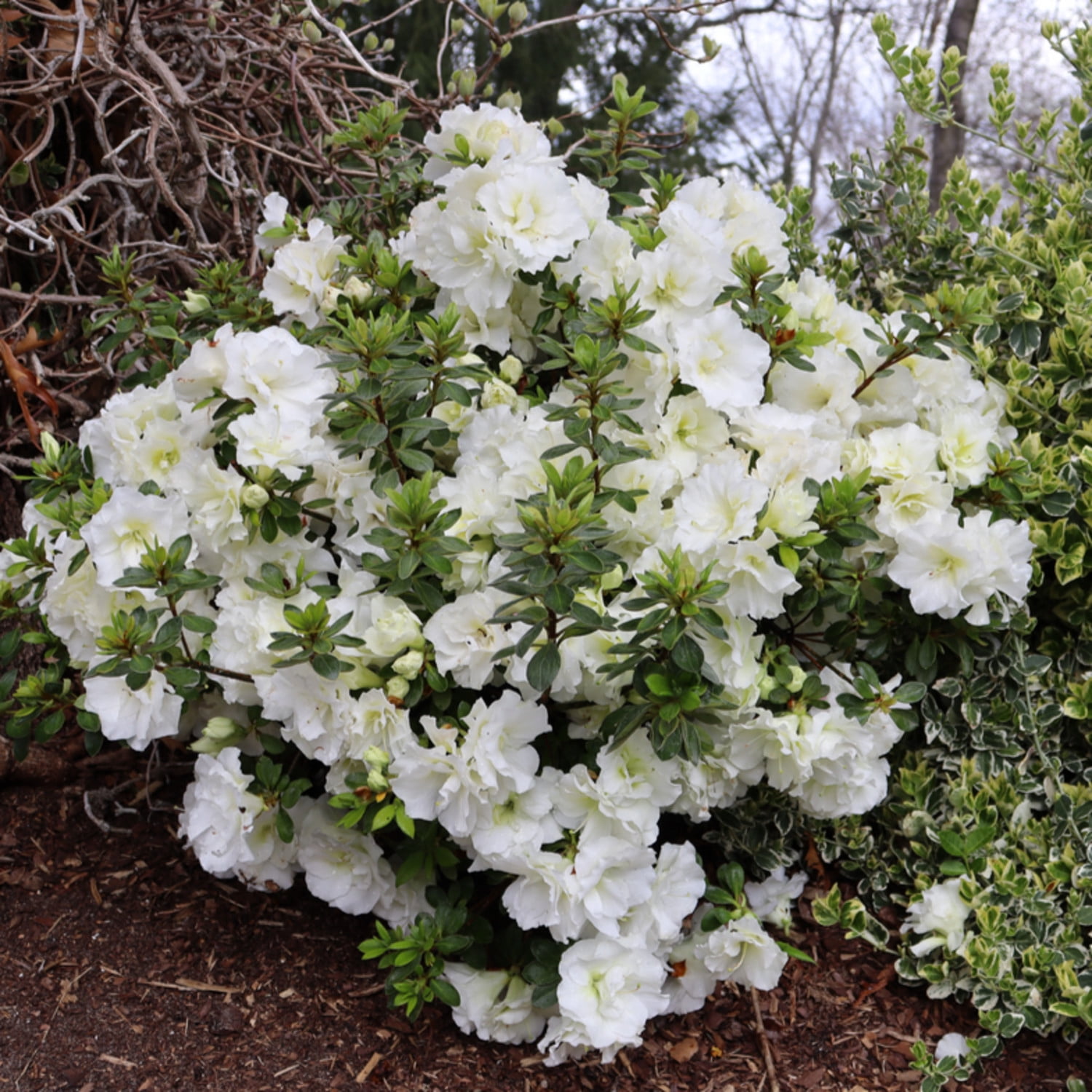Proven Winners ColorChoice 5" Perfecto Mundo Double White Reblooming Azalea Live Plant in 4.5" Pot (4 Count)