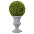 thumbnail image 1 of 2.5 ft. Boxwood Topiary with Urn, 1 of 1