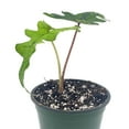 thumbnail image 6 of BubbleBlooms Alocasia Jacklyn, Tandurusa, Extremely Rare Alocasia Jaclyn, 4 inch Pot, 6 of 9