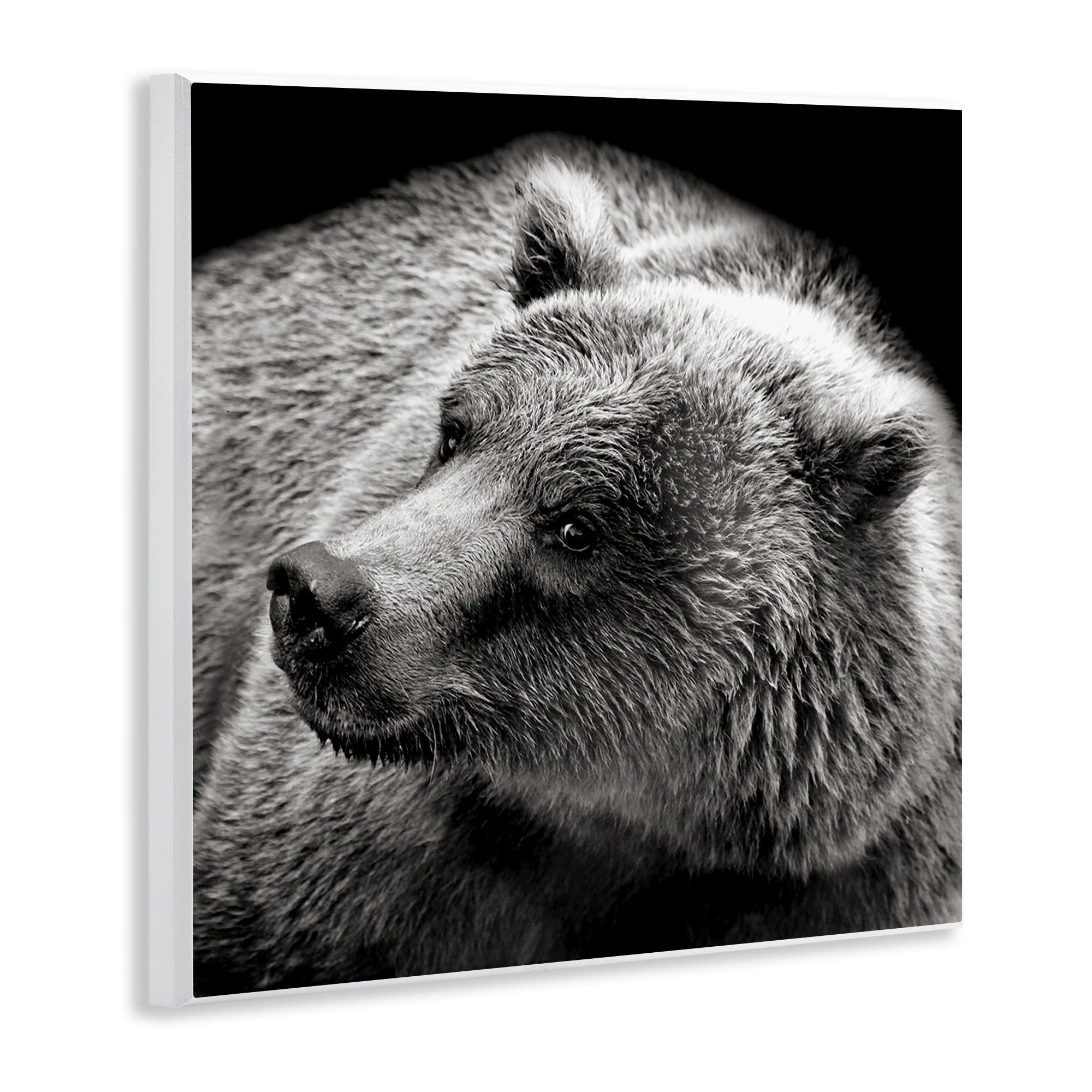 Stupell Industries Bear Looking Left Animals & Insects Photography Unframed Art Print Wall Art, 12 x 12