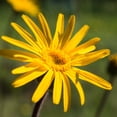 thumbnail image 5 of Weleda Arnica Muscle Massage Oil - 3.4 fl oz, 5 of 9