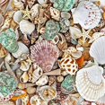 thumbnail image 2 of WFPLUS 200+pcs Sea Shells Mixed Ocean Beach Seashells, Various Sizes Natural Seashells Starfish for Fish Tank, Home Decorations, Beach Theme Party, Candle Making, Wedding Decor, DIY Crafts, 2 of 4