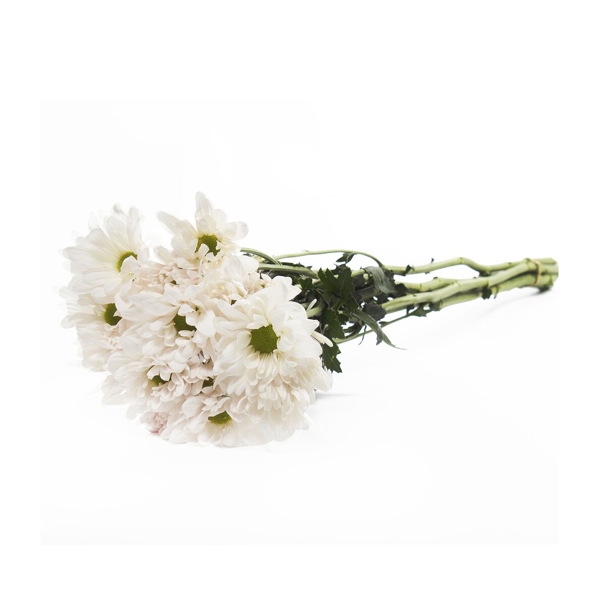 Daisies - 60 Stems of White Farm Direct Fresh Cut Flowers by Bloomingmore