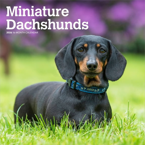 Miniature Dachshunds | 2026 12x24" (Hanging) Square Wall Calendar | Plastic-Free