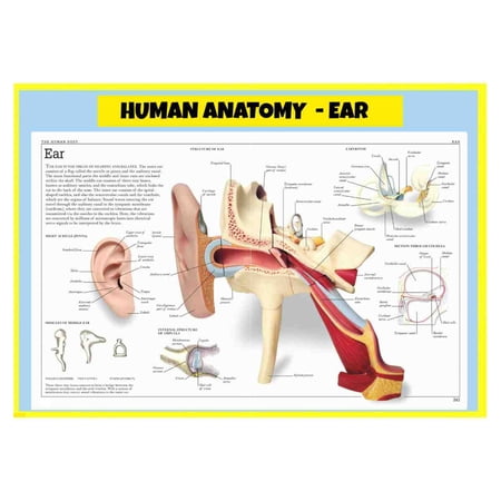 Poster of "Human Anatomy - Ear" - Perfect for Classrooms & Doctor's Offices - 18x24 Inch Laminated Poster - Vivid Colors, Easy to Read, Clean Layout
