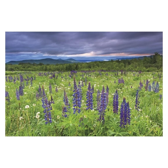 Lupine Sunrise -Paper Art-32"x22"