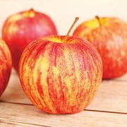 Van Zyverden Apple Tree Honeycrisp 1 Plant Root Stock Pink Full Sun Edible 4 lbs