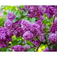 thumbnail image 5 of Purple Lilac Plants for Growing - Common Lilac, Fragrant and Beautiful Flowers - Syringa vulgaris (3 Seedlings), 5 of 8