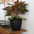 thumbnail image 2 of The HC Companies Sevilla Self-Watering Pot with Internal Disk, 12 Inch, Black, 2 of 2