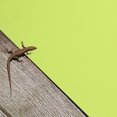 thumbnail image 4 of COMPUKAS 2Ud Revestimiento Para De Terrario Reptil Color Fácil De Cortar Y Reutilizable, 4 of 7