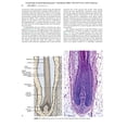 thumbnail image 4 of Local Flaps in Facial Reconstruction, 3e Baker MD, Shan R., 4 of 6