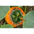 thumbnail image 5 of 10 Seeds American TURKS TURBAN SQUASH Gourd Cucurbita Maxima Vine Seeds, 5 of 10