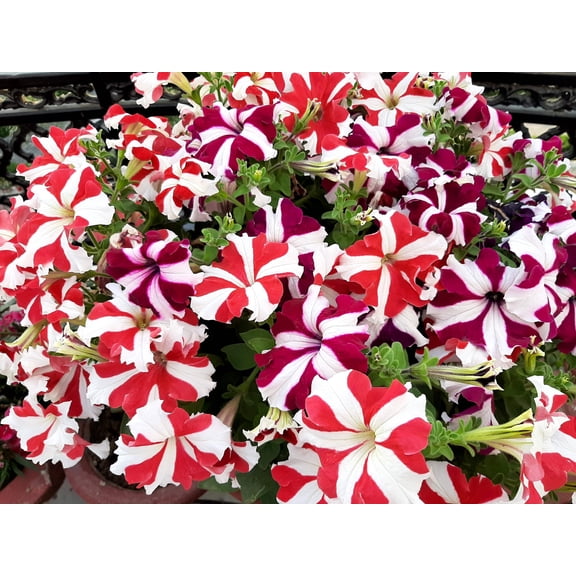 100 STAR MIX PETUNIA Mixed Colors Petunia Violacea Flower Seeds Red Blue Purple