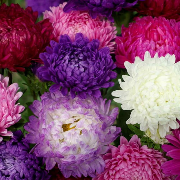 Outsidepride Paeony Aster Seeds Mix - 2000 Seeds