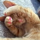 thumbnail image 5 of Cat ClawCubre Puntas Con Adhesivos Y Aplicadores（L）,5ml, 5 of 6