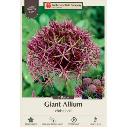 Christophii Persian Allium 7 Bulbs - Flowering Onion - 12/14 cm