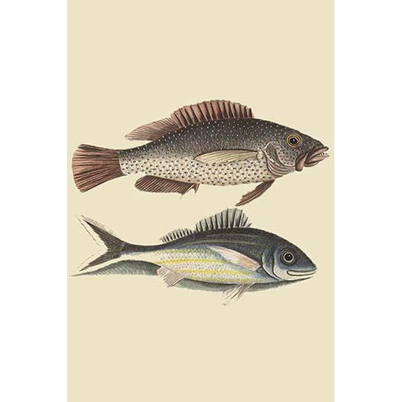 Negro Fish, Black Tail-Fine Art Canvas Print (20" x 30")