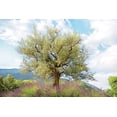 thumbnail image 2 of Van de Goor, Lars 24x17 Black Ornate Wood Framed with Double Matting Museum Art Print Titled - Olive Tree, 2 of 4