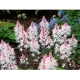 thumbnail image 1 of 20 HEARTLEAF FOAMFLOWER White & Pink Tiarella Wherryi Coolwort Flower Seeds, 1 of 1
