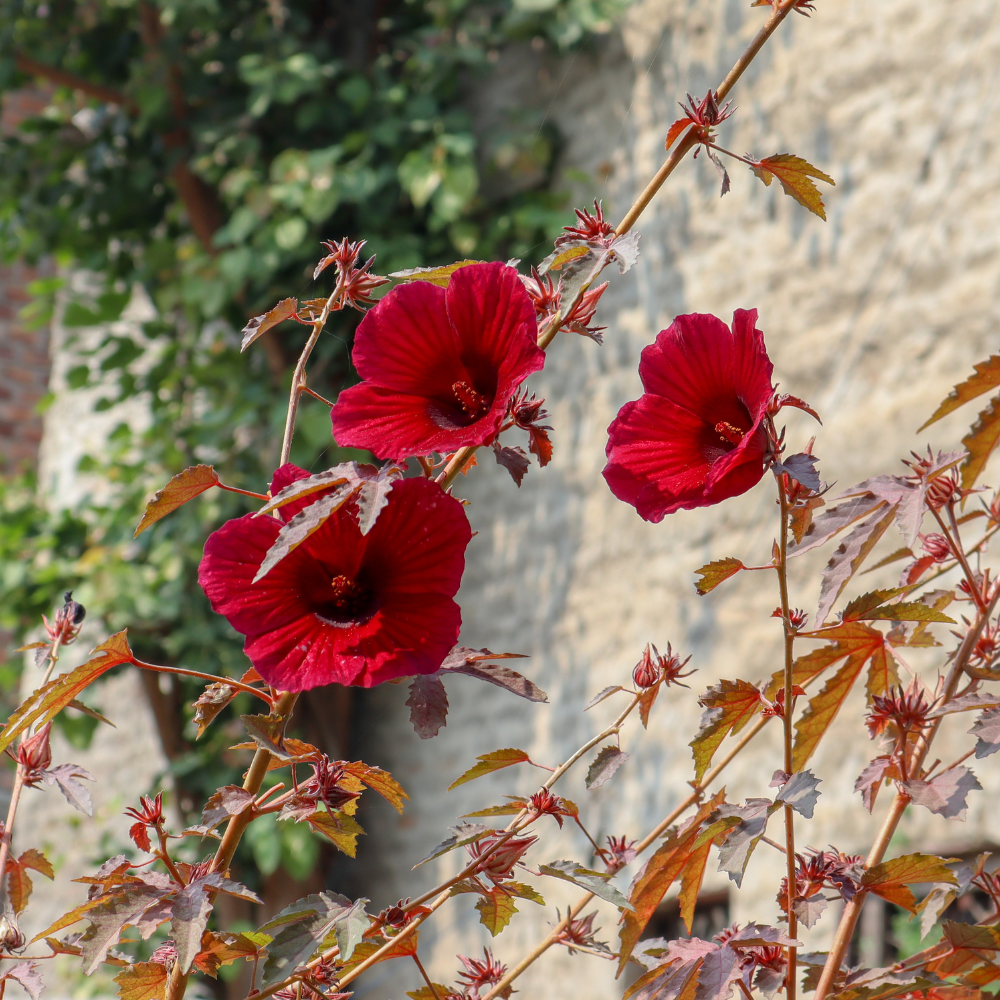 2 Cranberry Hibiscus Plants Live, Hibiscus Flower Plants, Outdoor Growing From 5 Inches