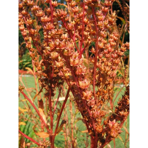 500 Virginia DITCH STONECROP SEDUM Penthorum Sedoides Star Fruit Flower Seeds