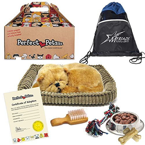 toy yorkshire terrier puppies
